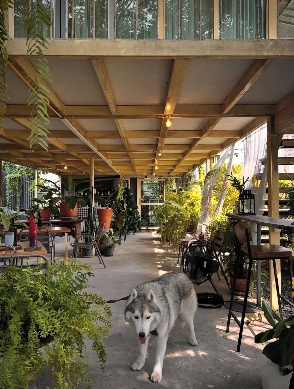Chang Craft Cafe pets image 6
