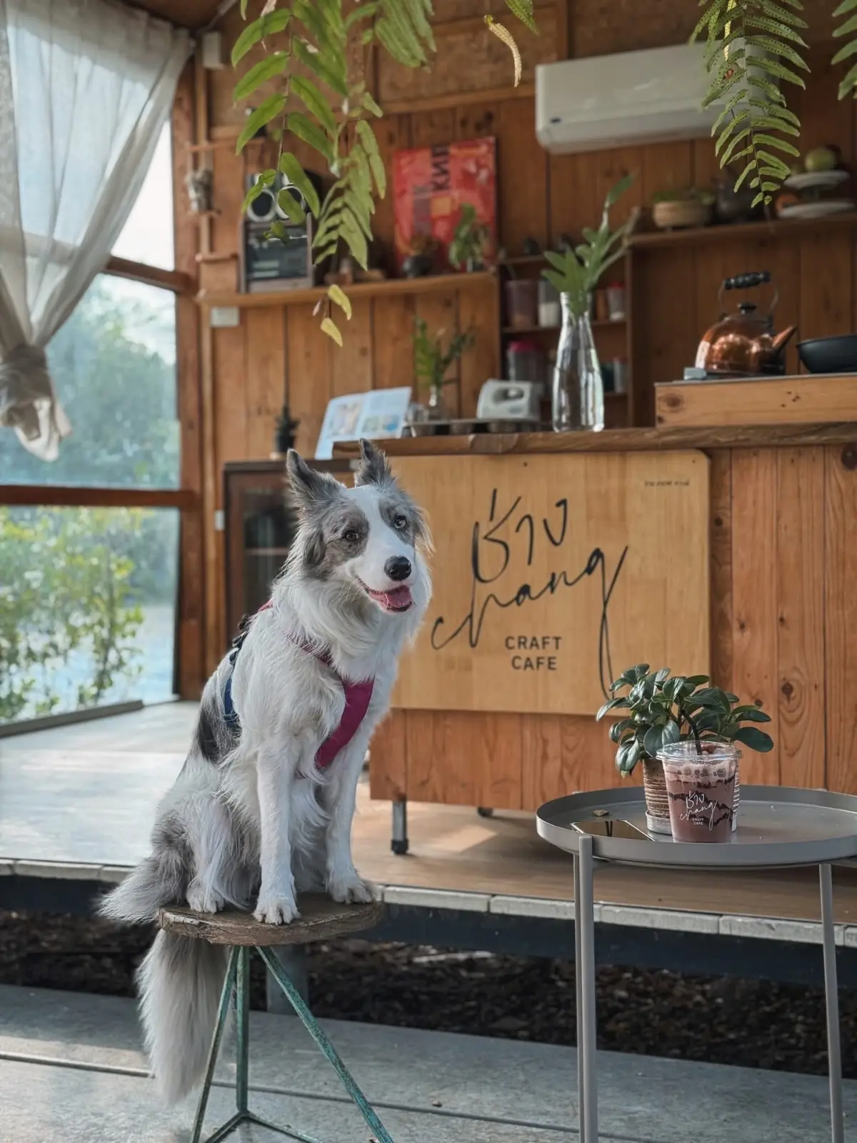 Chang Craft Cafe pets image 1