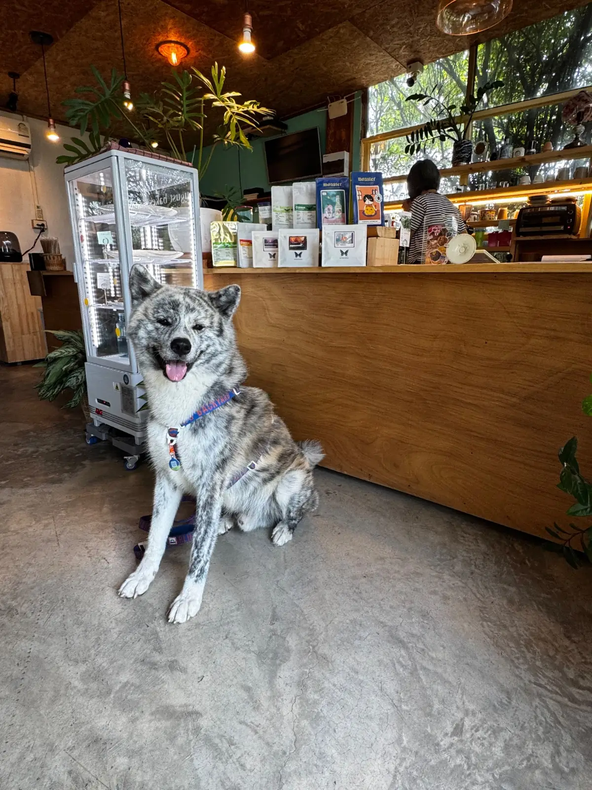 Chang Craft Cafe pets image 2