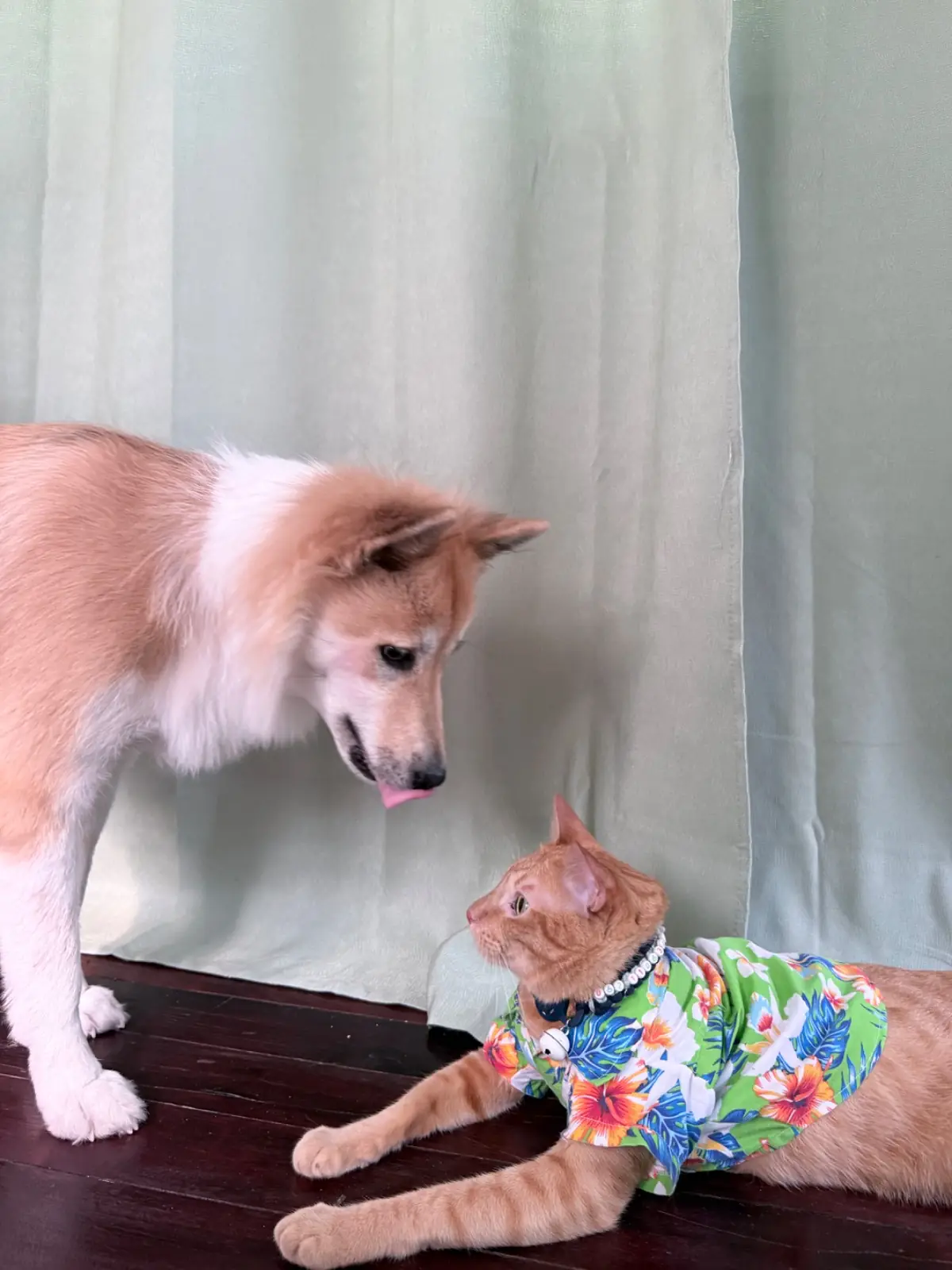 บ้านไร่ 9 สืบ pets image 2