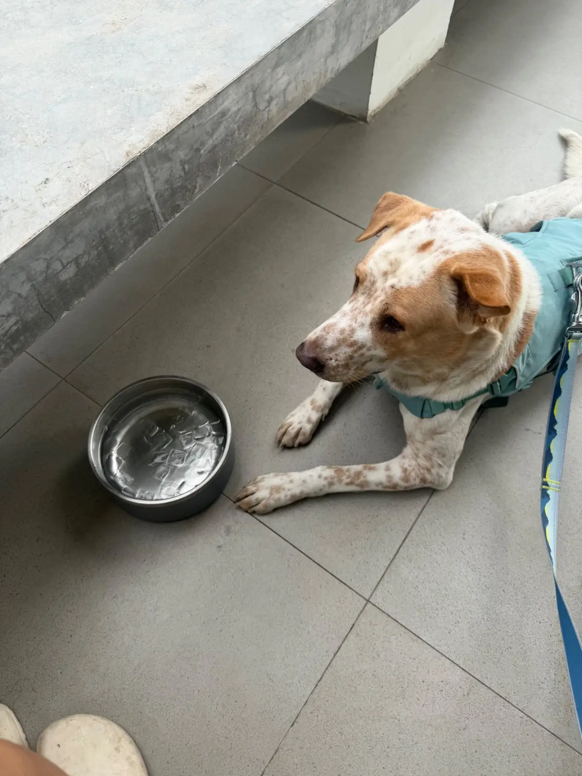 Bitter Kiss *Coffee and Brunch* pets image 3