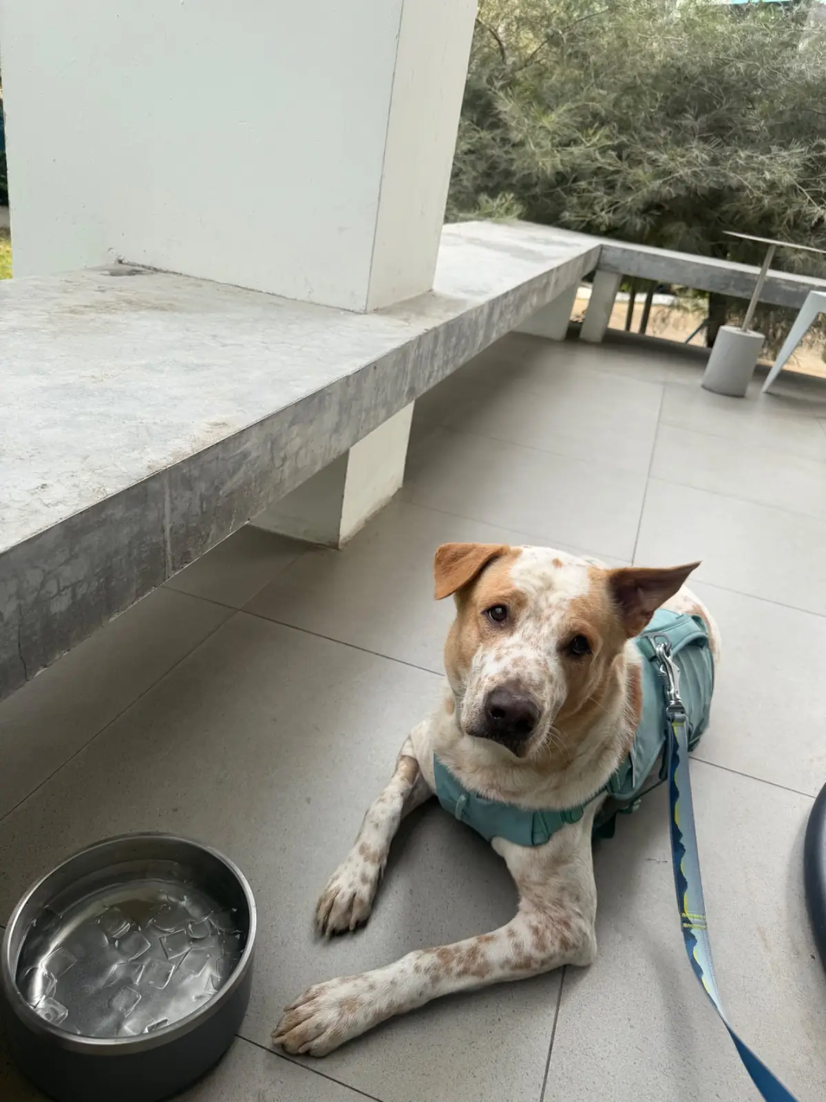 Bitter Kiss *Coffee and Brunch* pets image 2