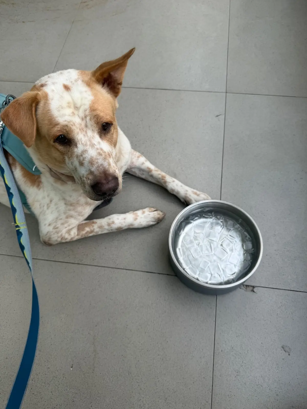 Bitter Kiss *Coffee and Brunch* pets image 4