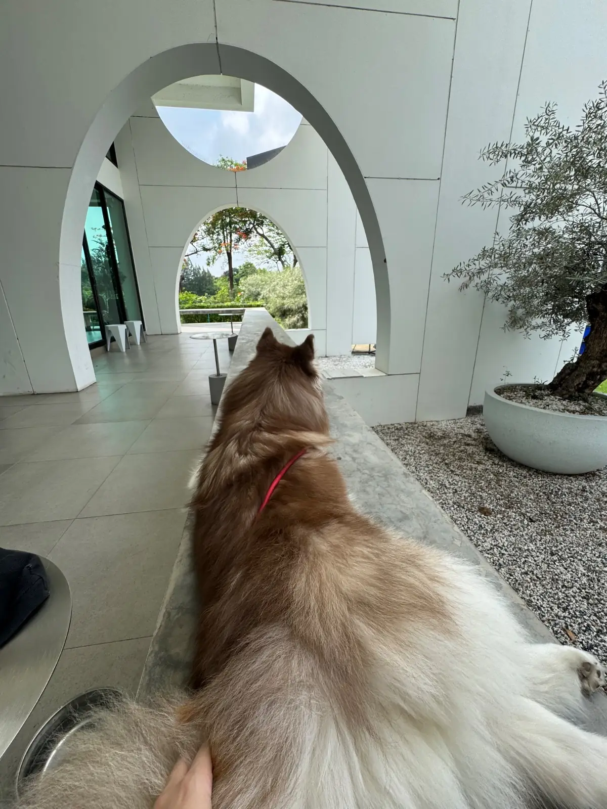 Bitter Kiss *Coffee and Brunch* pets image 5