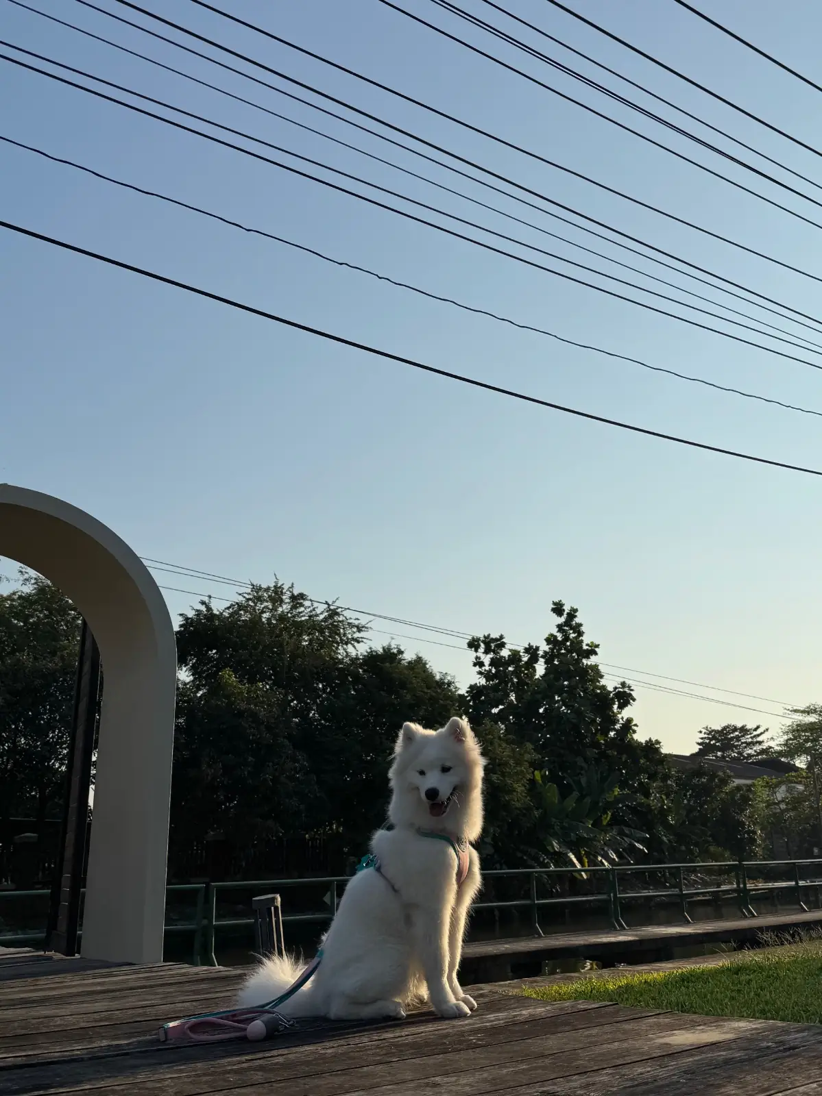 Grandma's Garden.BKK pets image 4