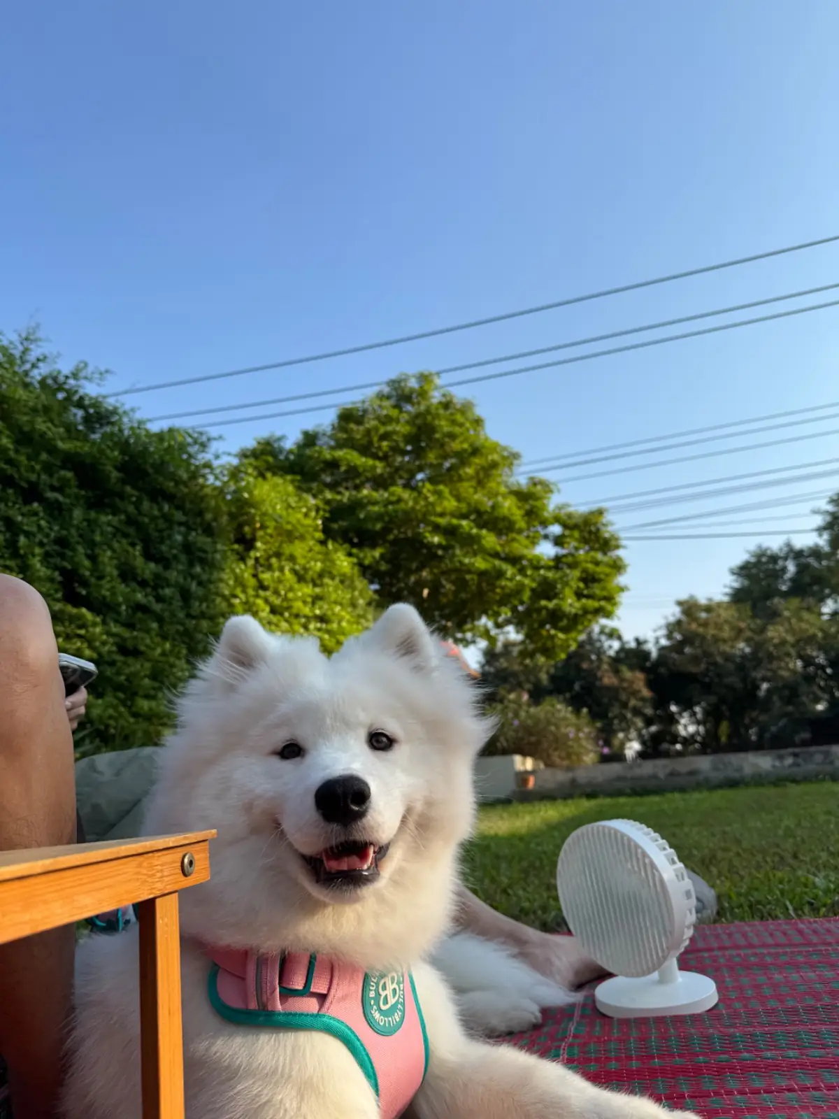 Grandma's Garden.BKK pets image 2