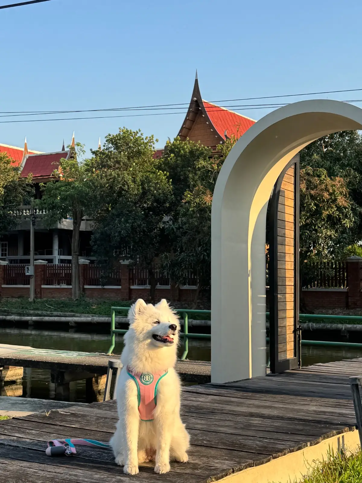 Grandma's Garden.BKK pets image 7
