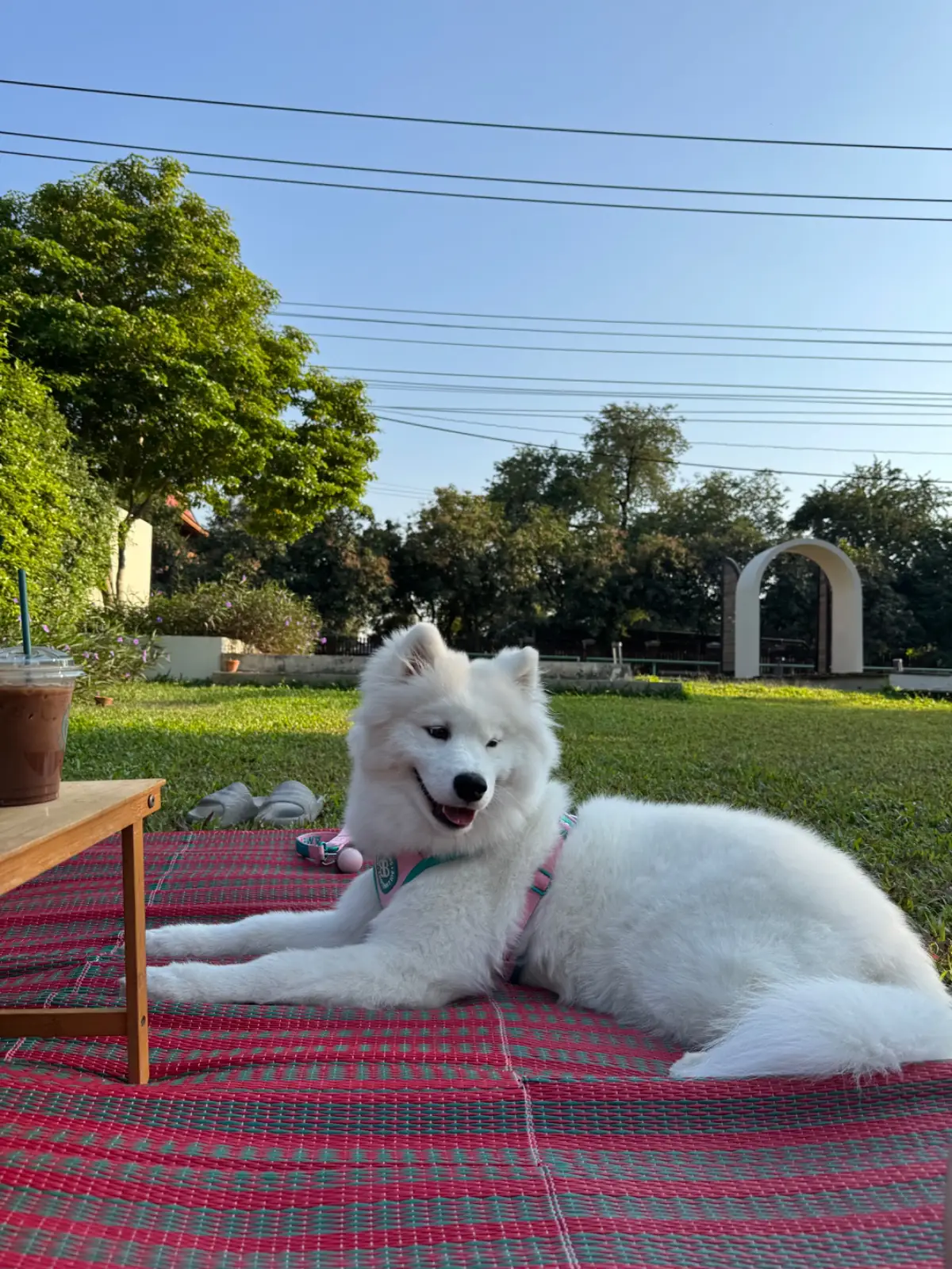 Grandma's Garden.BKK pets image 5