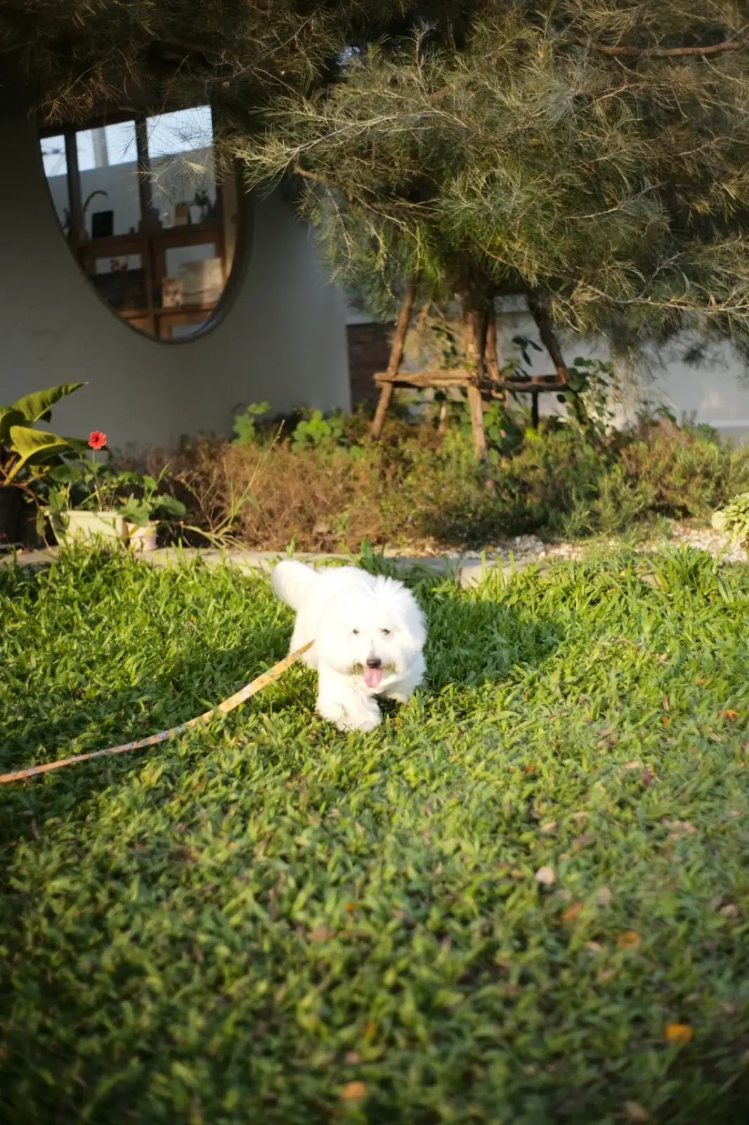 Grandma's Garden pets image 9