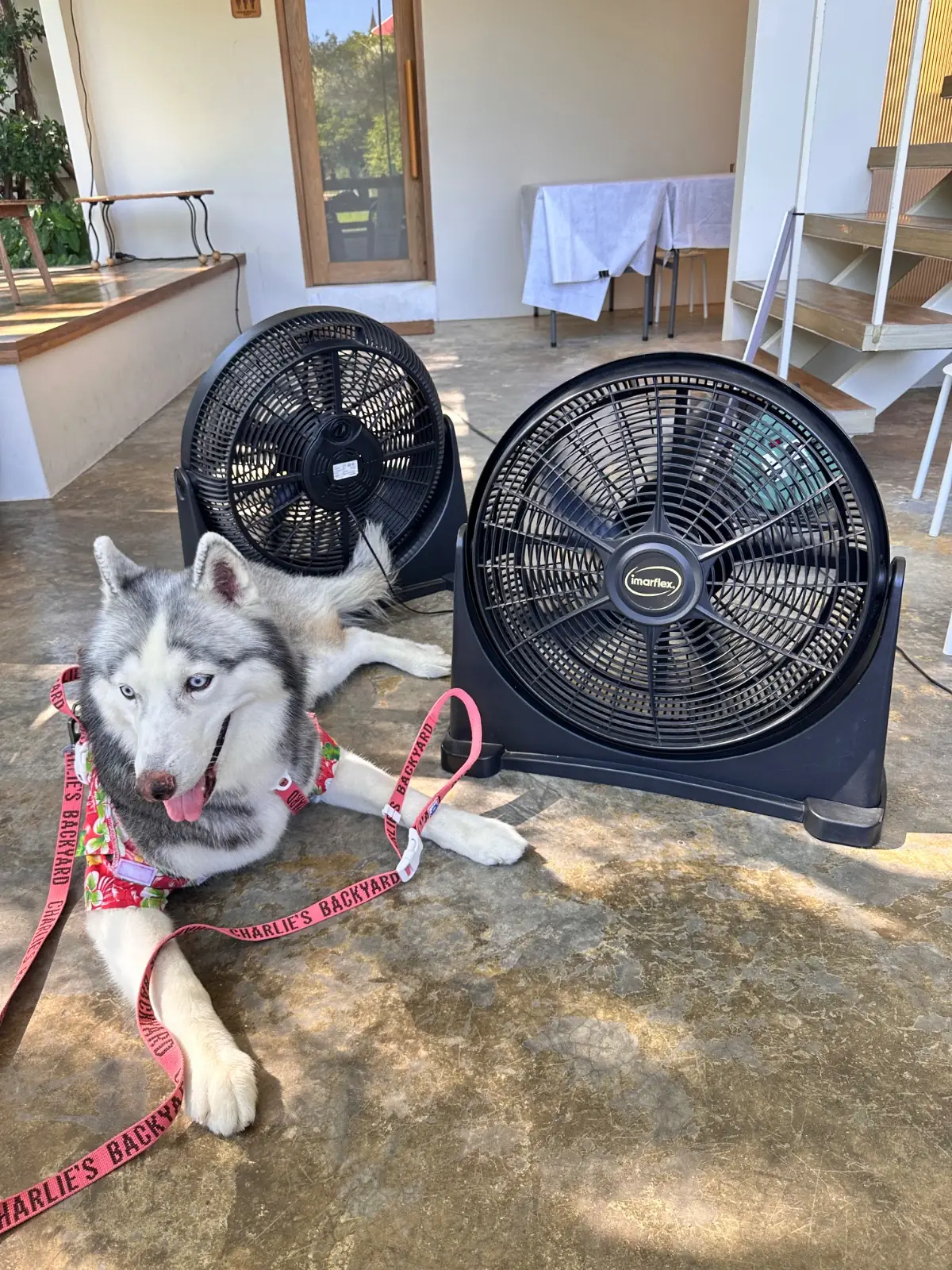 Grandma's Garden pets image 10