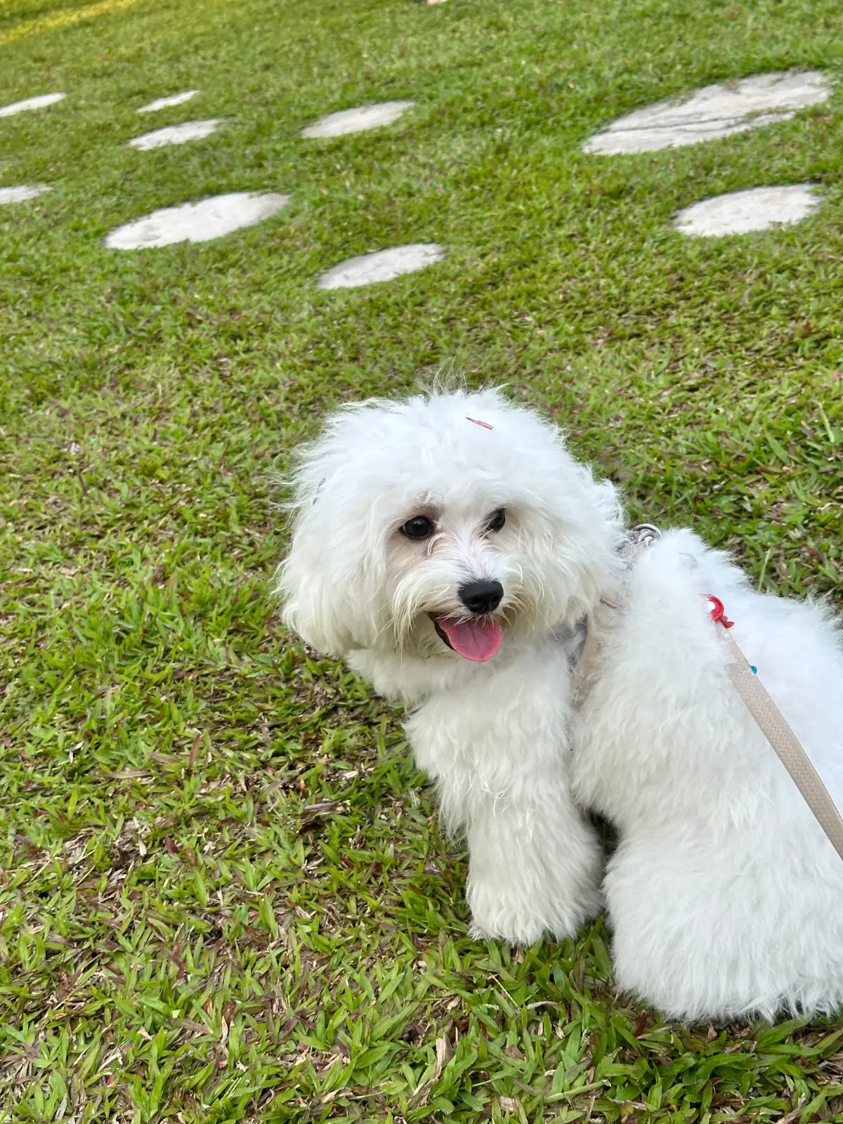 Grandma's Garden pets image 9