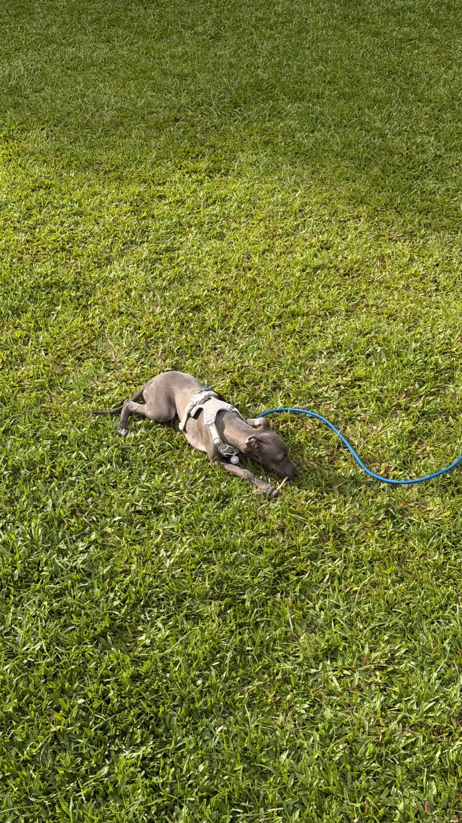 Grandma's Garden pets image 11