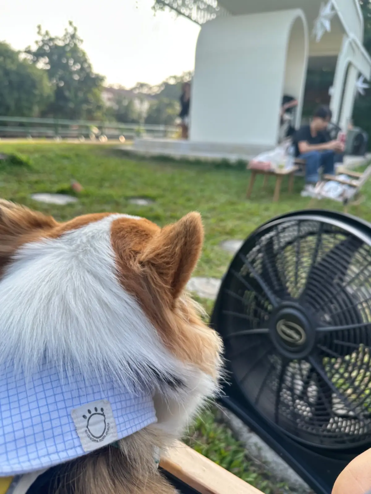 Grandma's Garden pets image 8