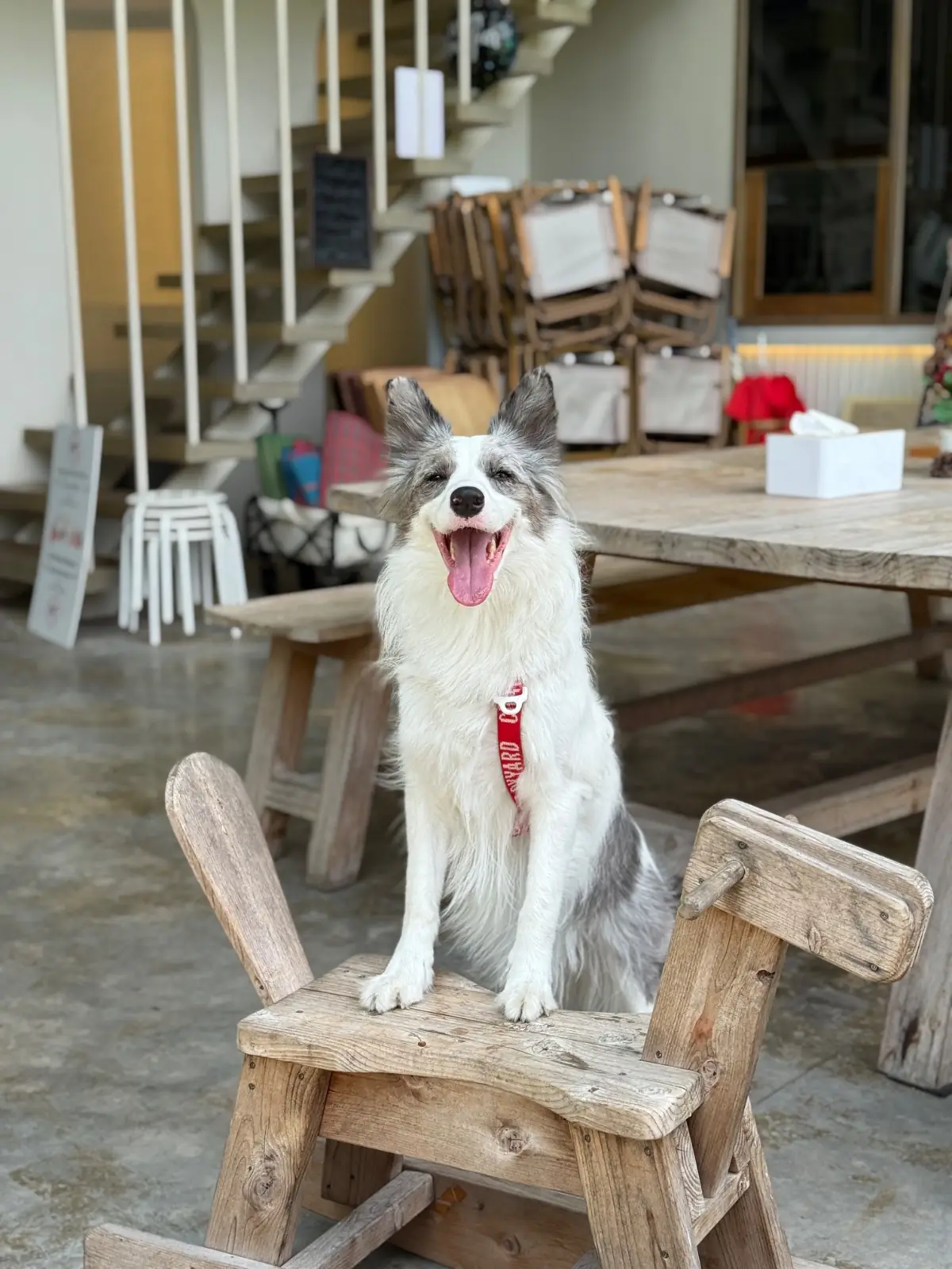 Grandma's Garden pets image 13