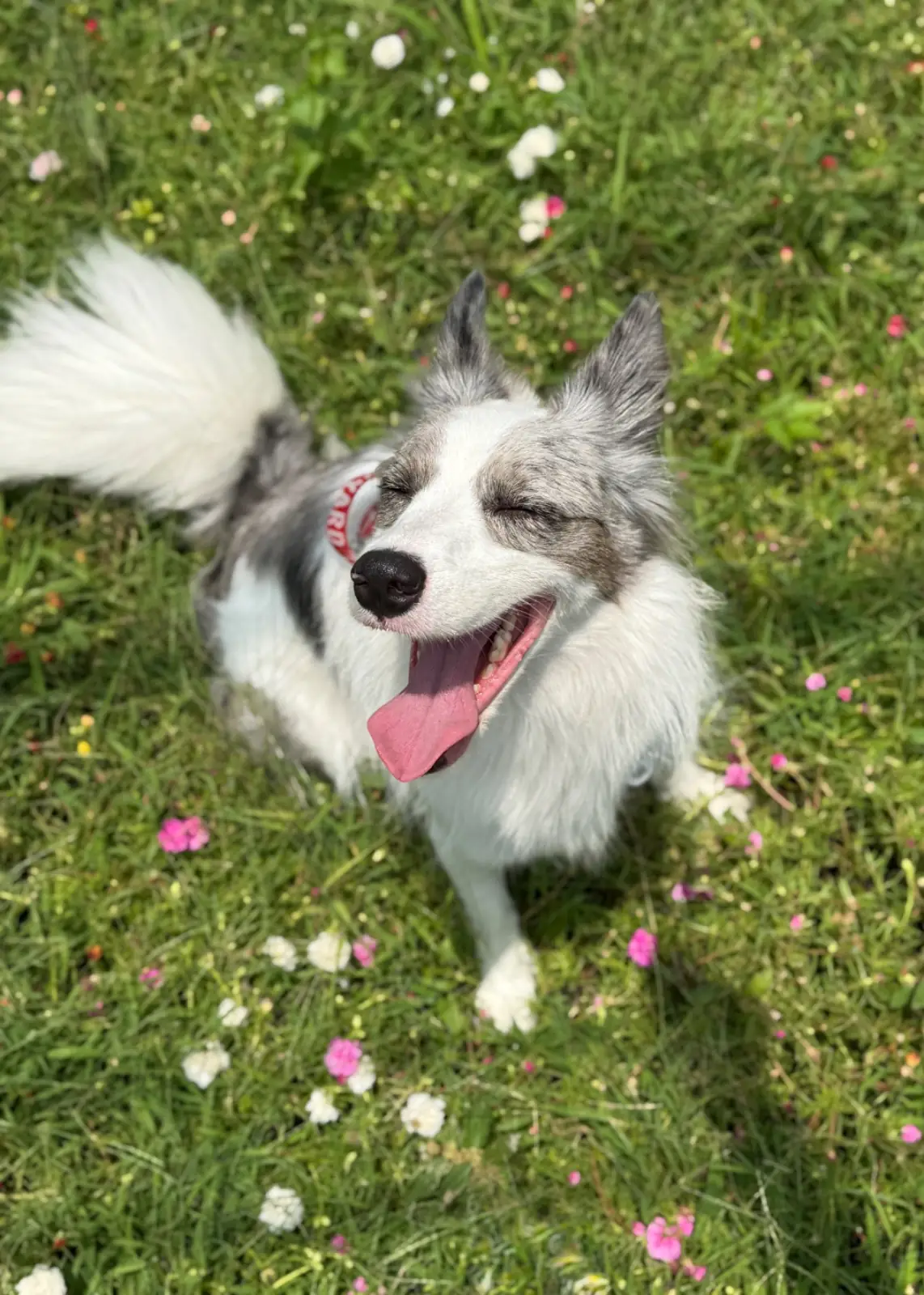 Grandma's Garden pets image 15