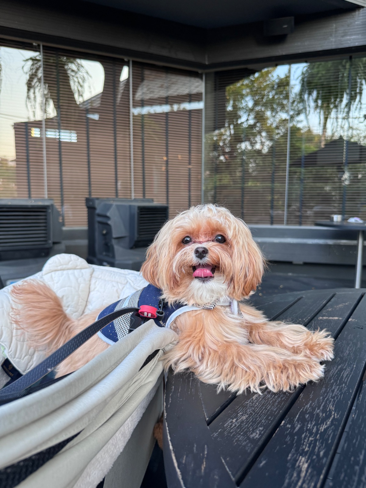 The Hub Cafe and Eatery pets image 2