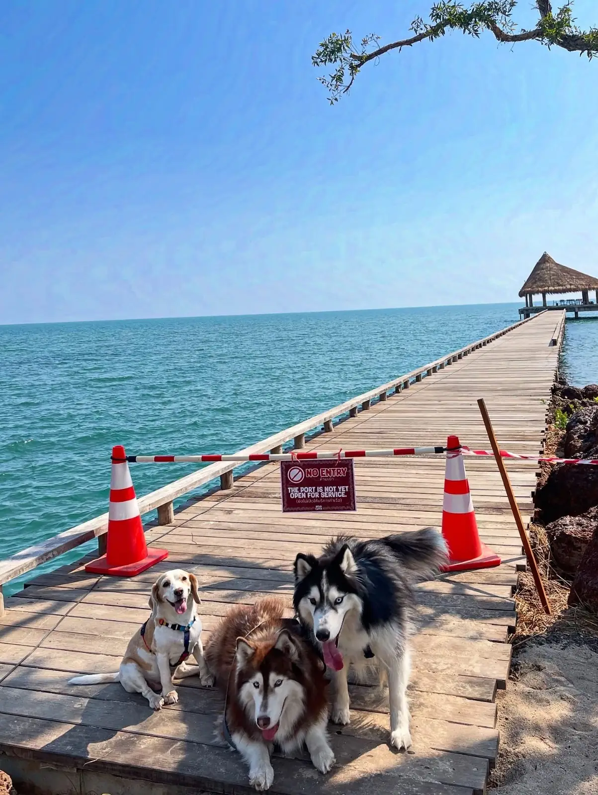 Melaluca Canal Beach Club & Restaurant pets image 4