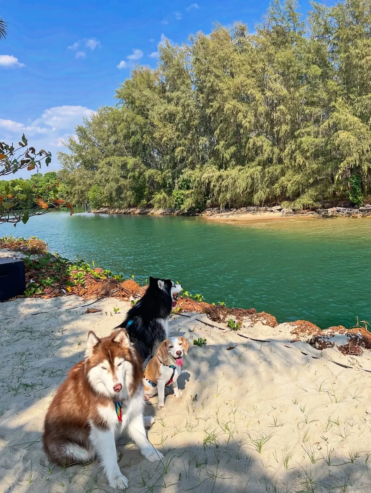 Melaluca Canal Beach Club & Restaurant pets image 3