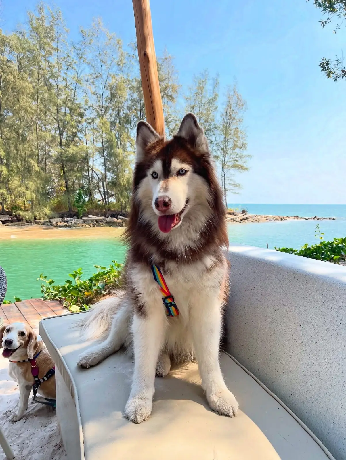 Melaluca Canal Beach Club & Restaurant pets image 2