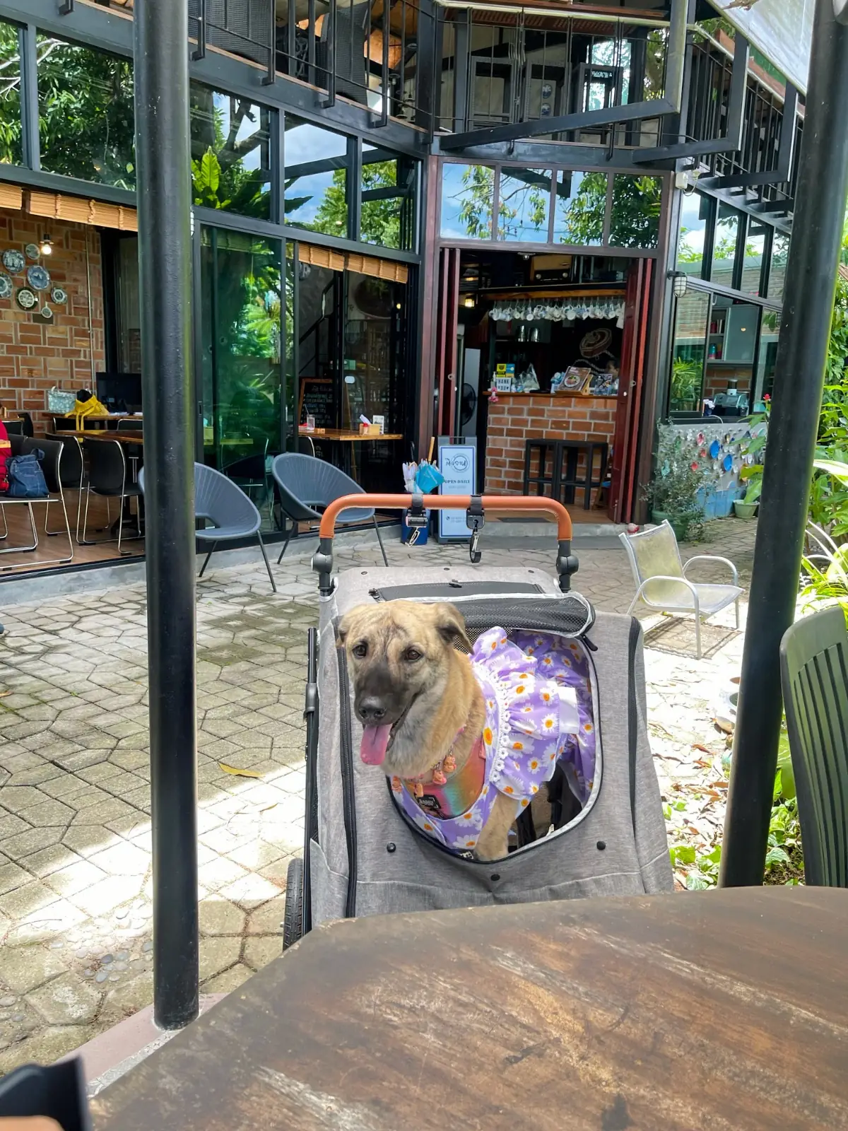 ติดจาน Dish-Aholics pets image 1