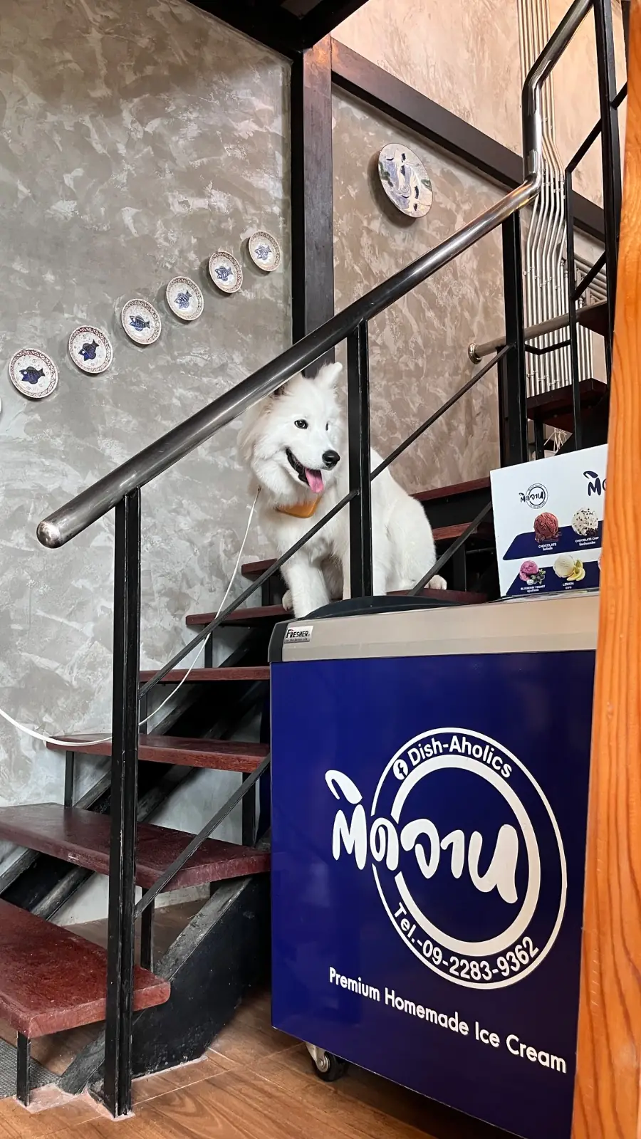 ติดจาน Dish-Aholics pets image 4