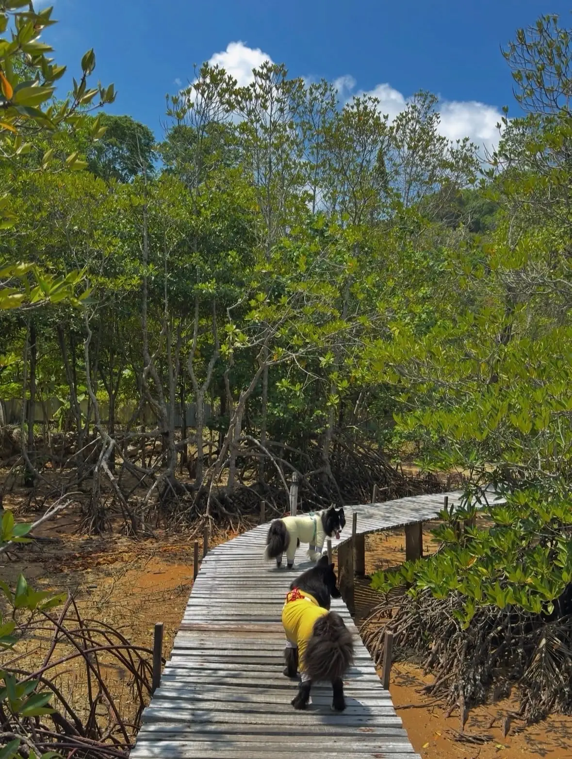 ซีเชลล์ วิลเลจ รีสอร์ท pets image 4