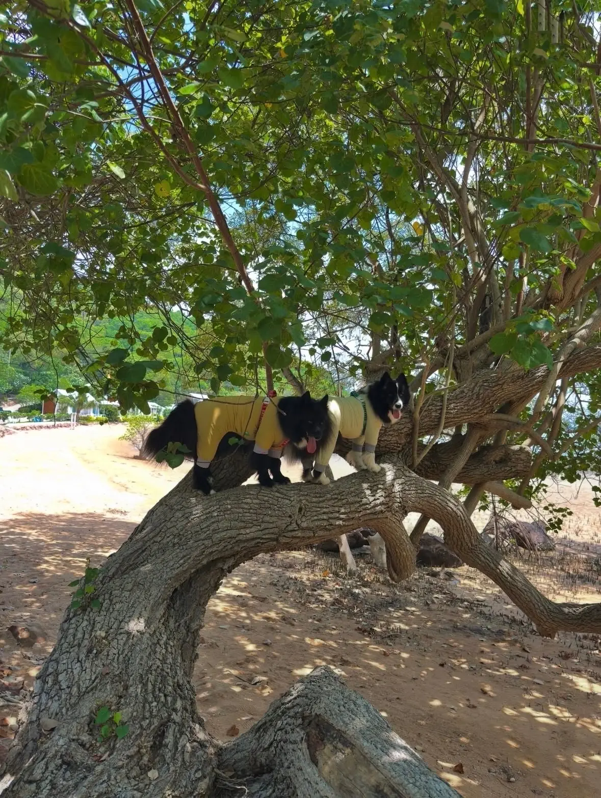 ซีเชลล์ วิลเลจ รีสอร์ท pets image 3