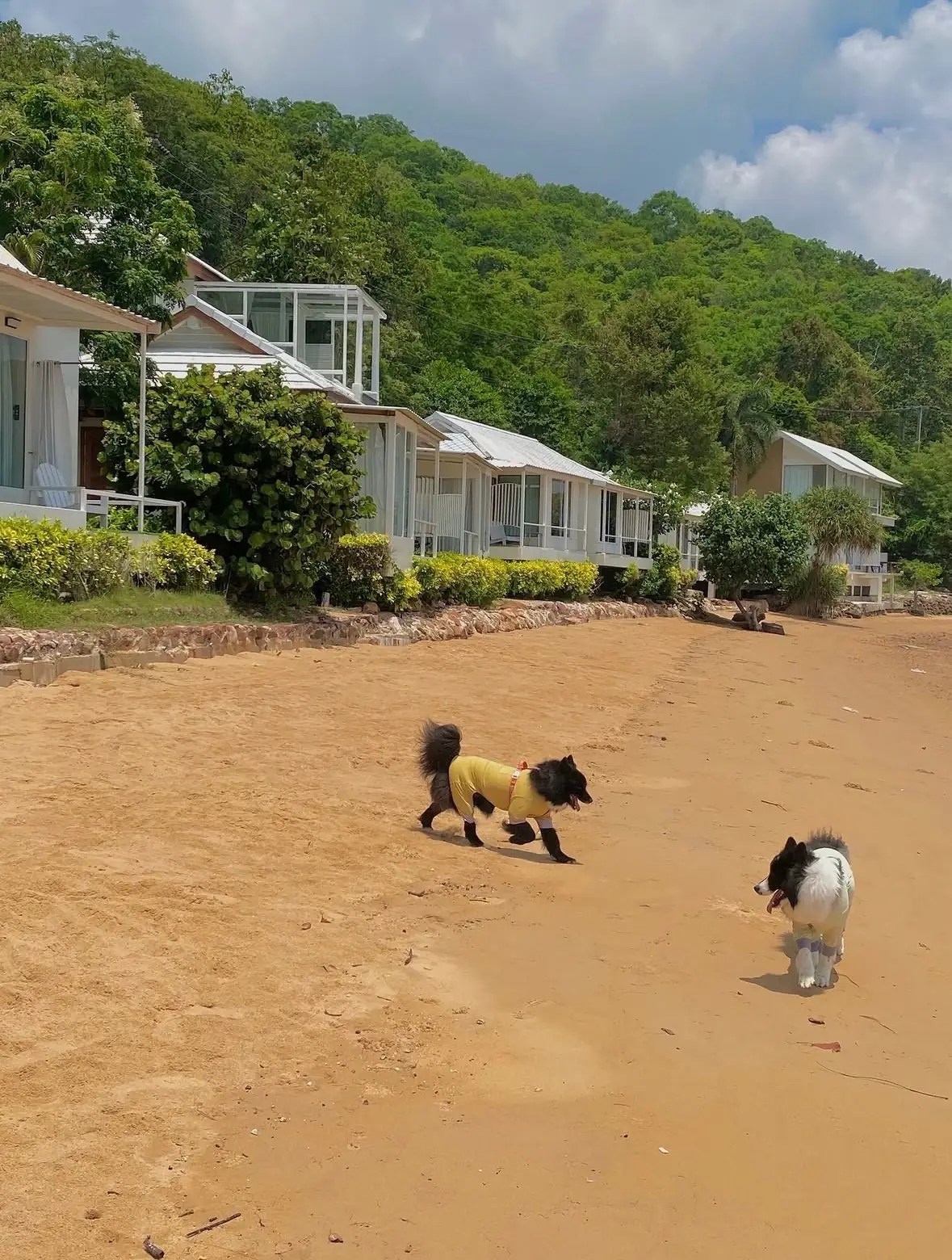 ซีเชลล์ วิลเลจ รีสอร์ท pets image 2