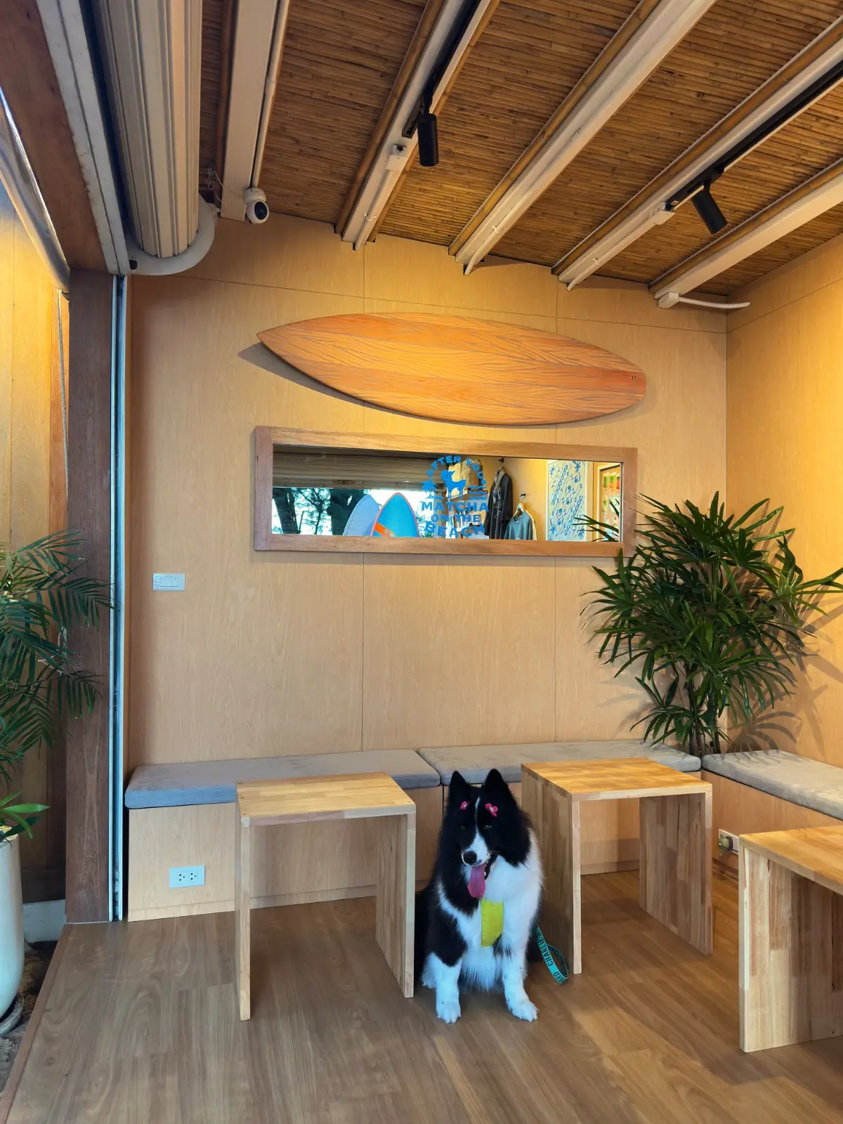 After You Matcha on the Beach pets image 3