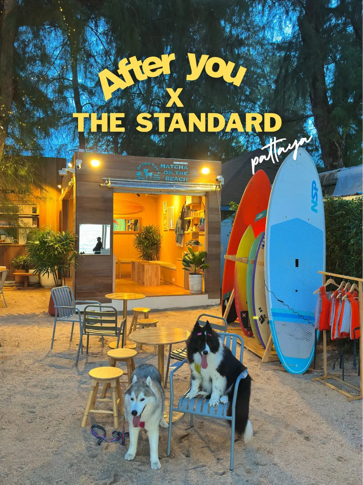 After You Matcha on the Beach pets image 1