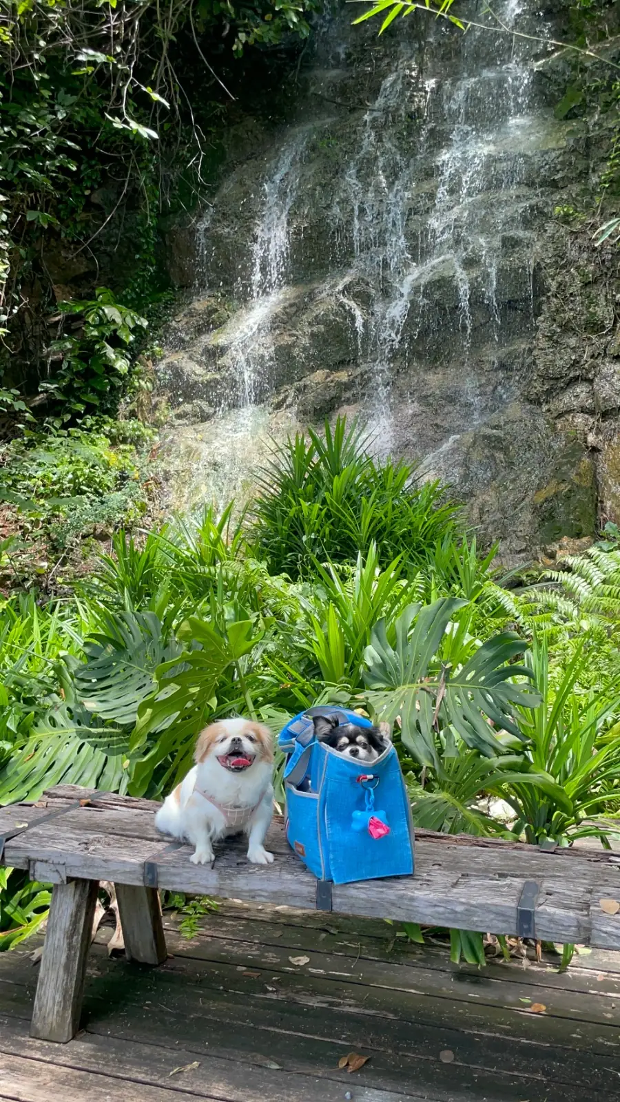 Carpenter Home Cafe - Villa Ayodia pets image 1