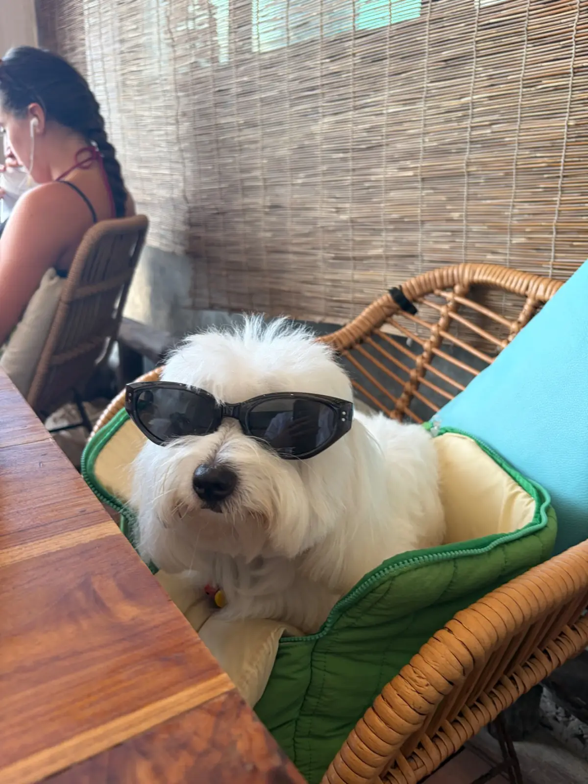 Cactus Cafe & Beach Bar pets image 2
