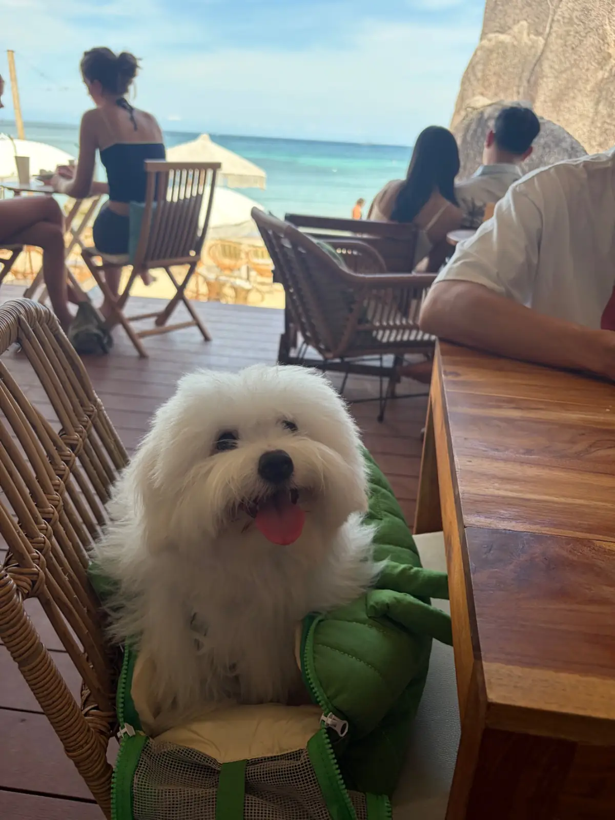 Cactus Cafe & Beach Bar pets image 1