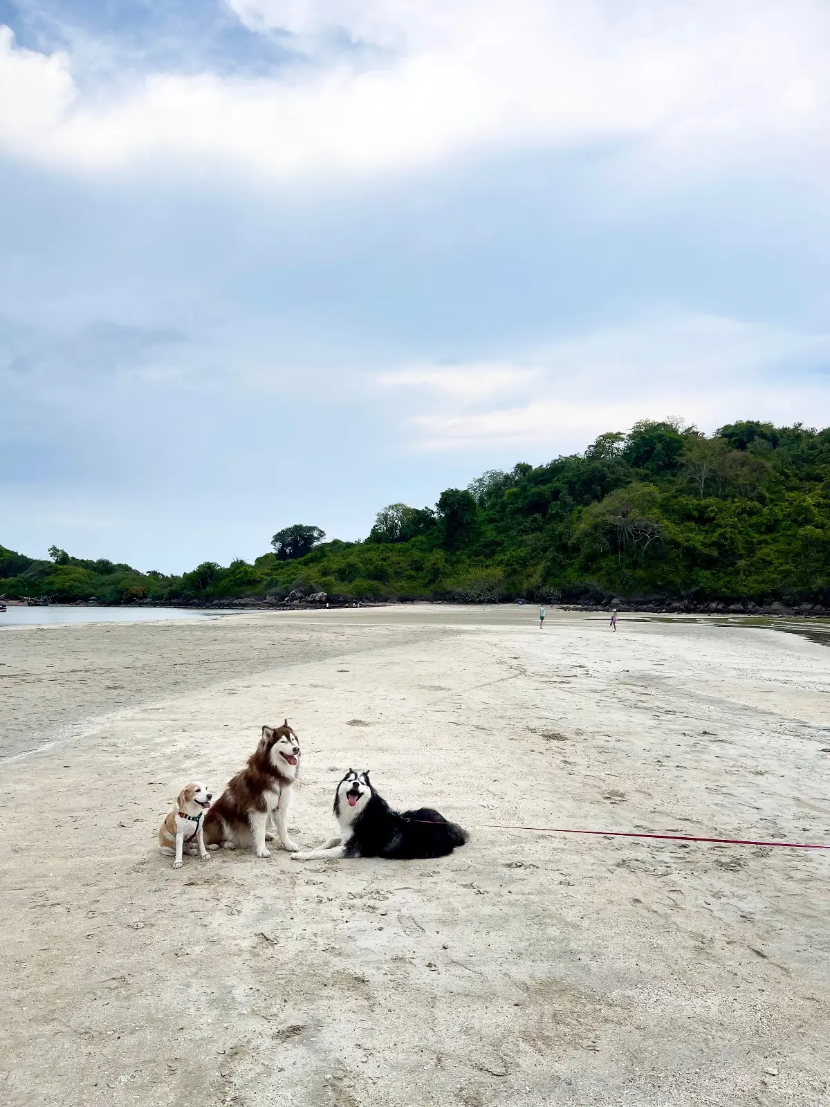อ่าวบ่อทองหลาง pets image 1