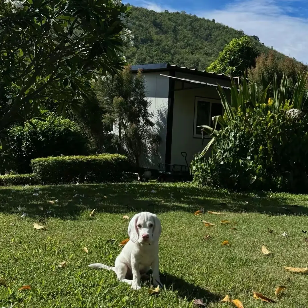 Coco’Camping - Suan Sam Saen pets image 6