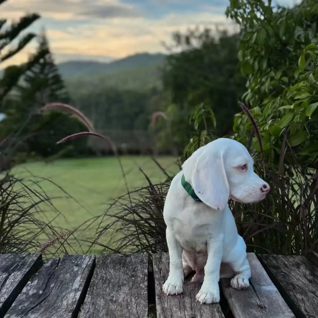 Coco’Camping - Suan Sam Saen pets image 5