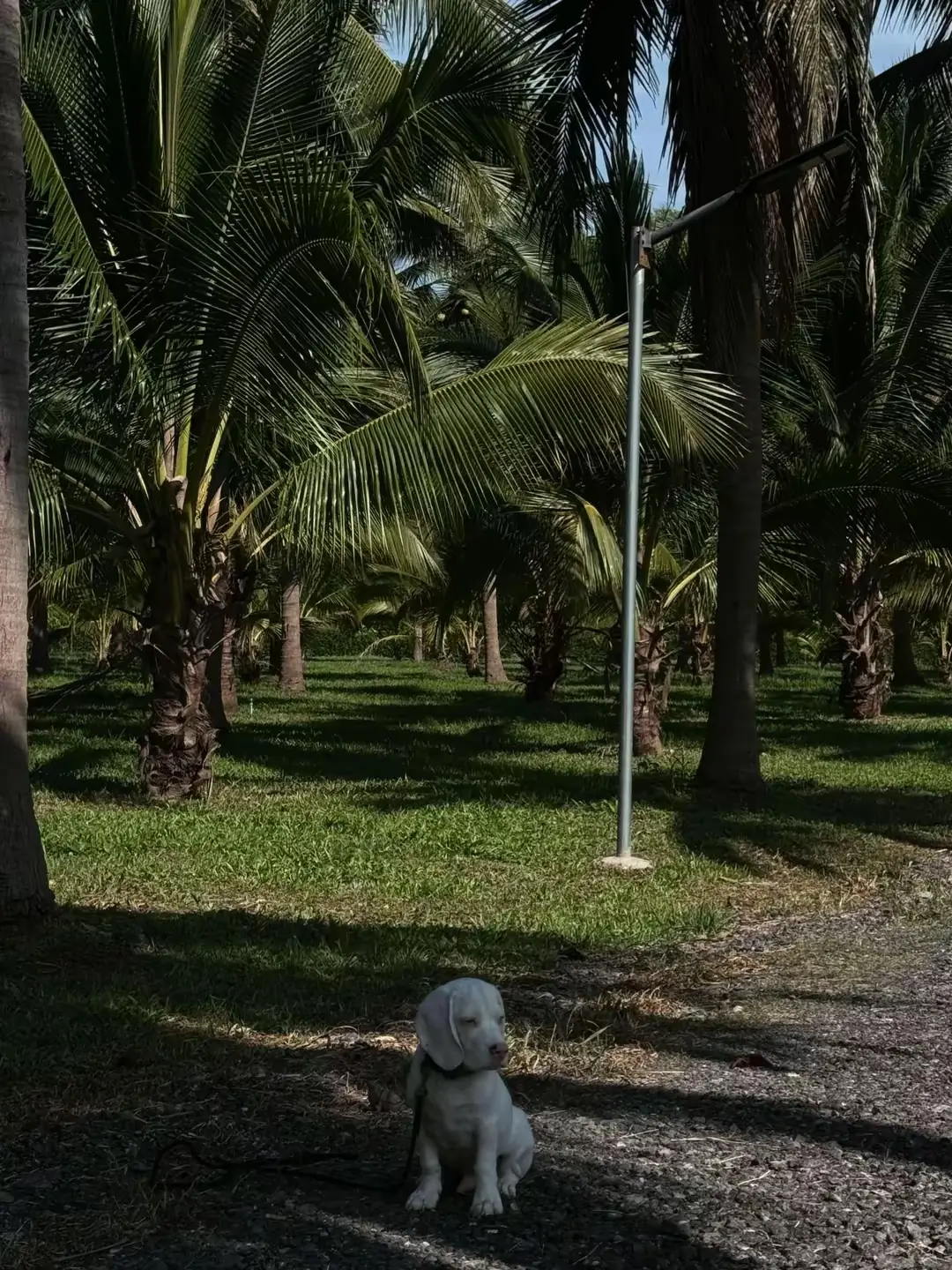 Coco’Camping - Suan Sam Saen pets image 3
