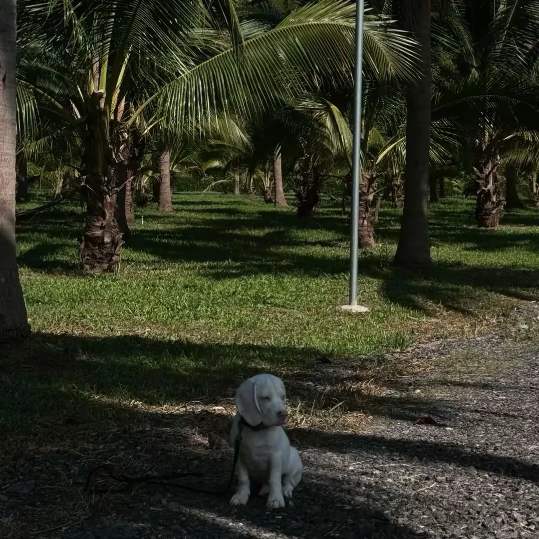 Coco’Camping - Suan Sam Saen pets image 1