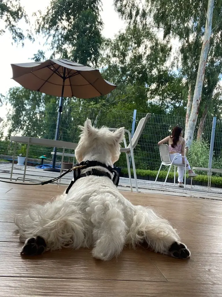 Linen Café pets image 2