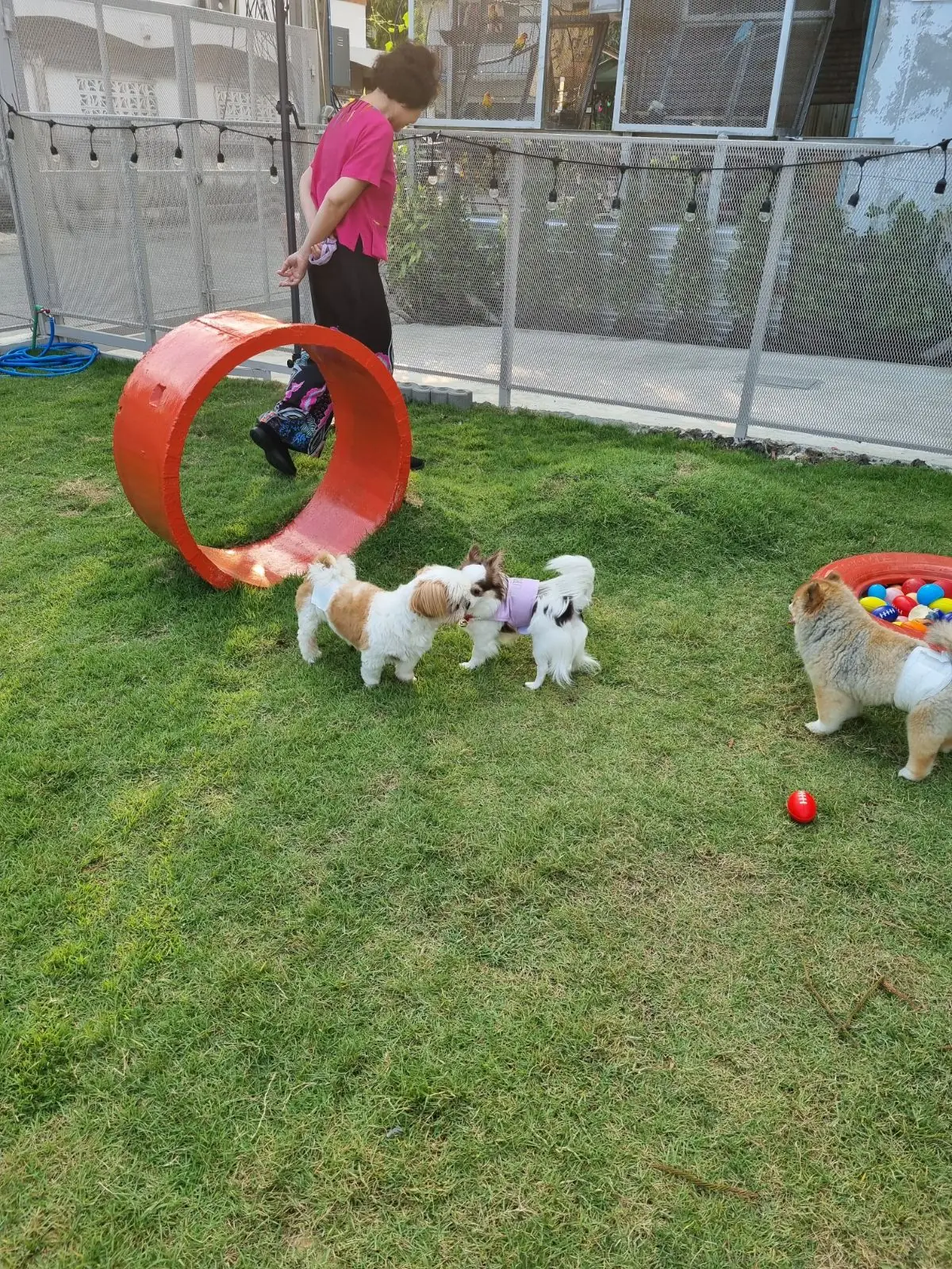 DOOB DOG SPACE overall image 1