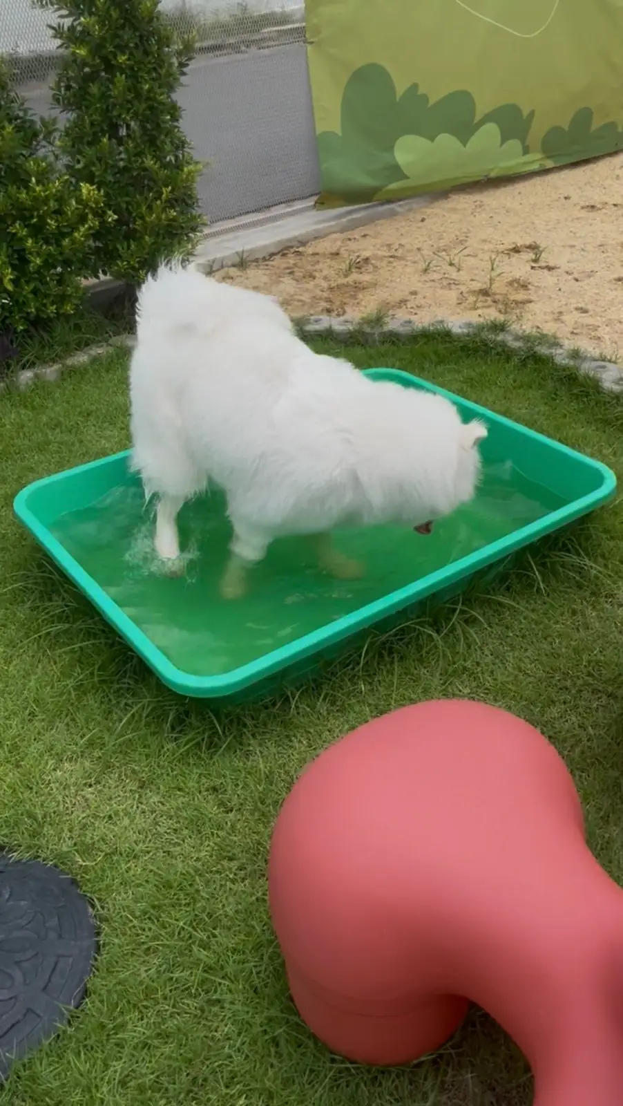 Doob Dog Space pets image 6