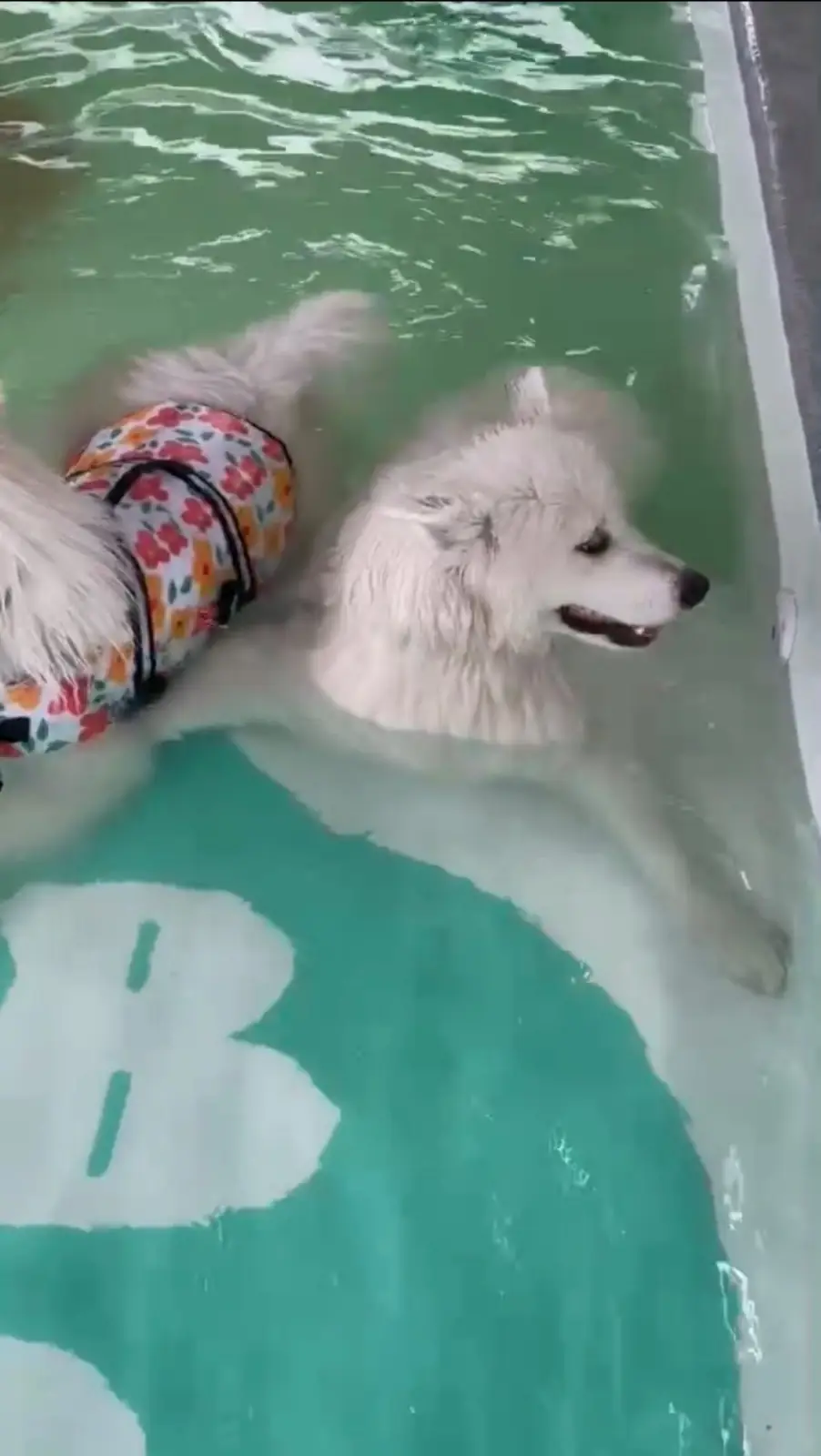 Doob Dog Space pets image 4