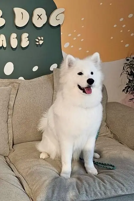 Doob Dog Space pets image 2