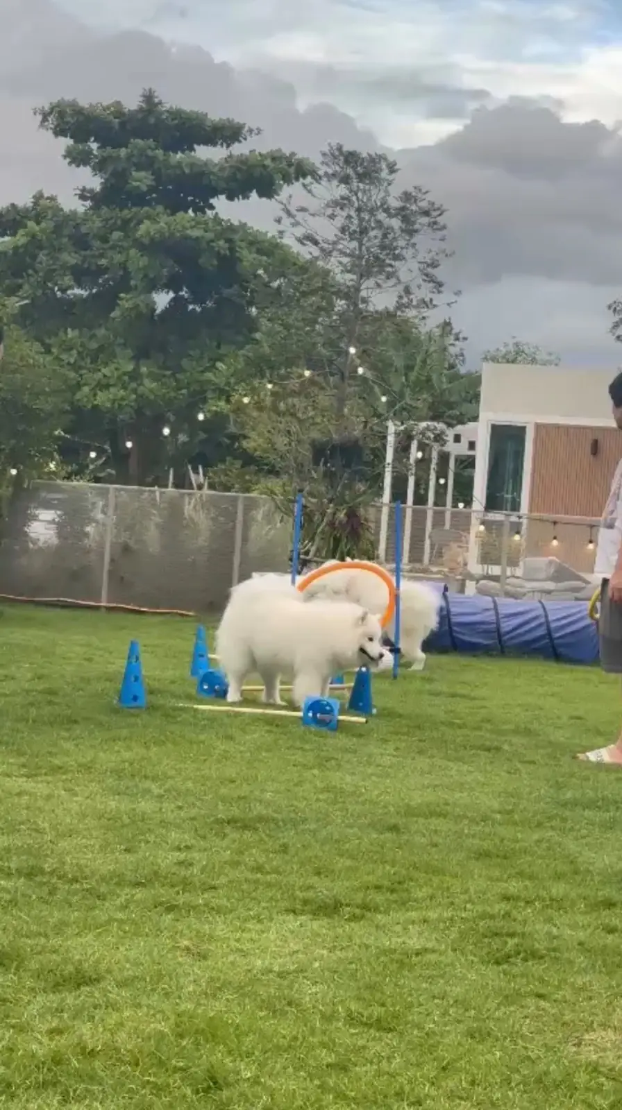 Doob Dog Space pets image 3