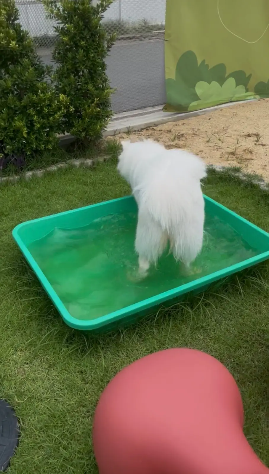 Doob Dog Space pets image 5