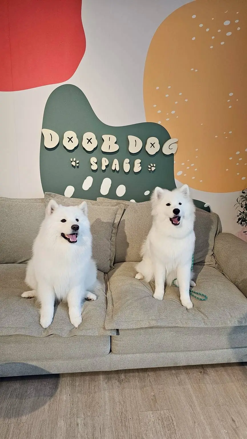 DOOB DOG SPACE pets image 8