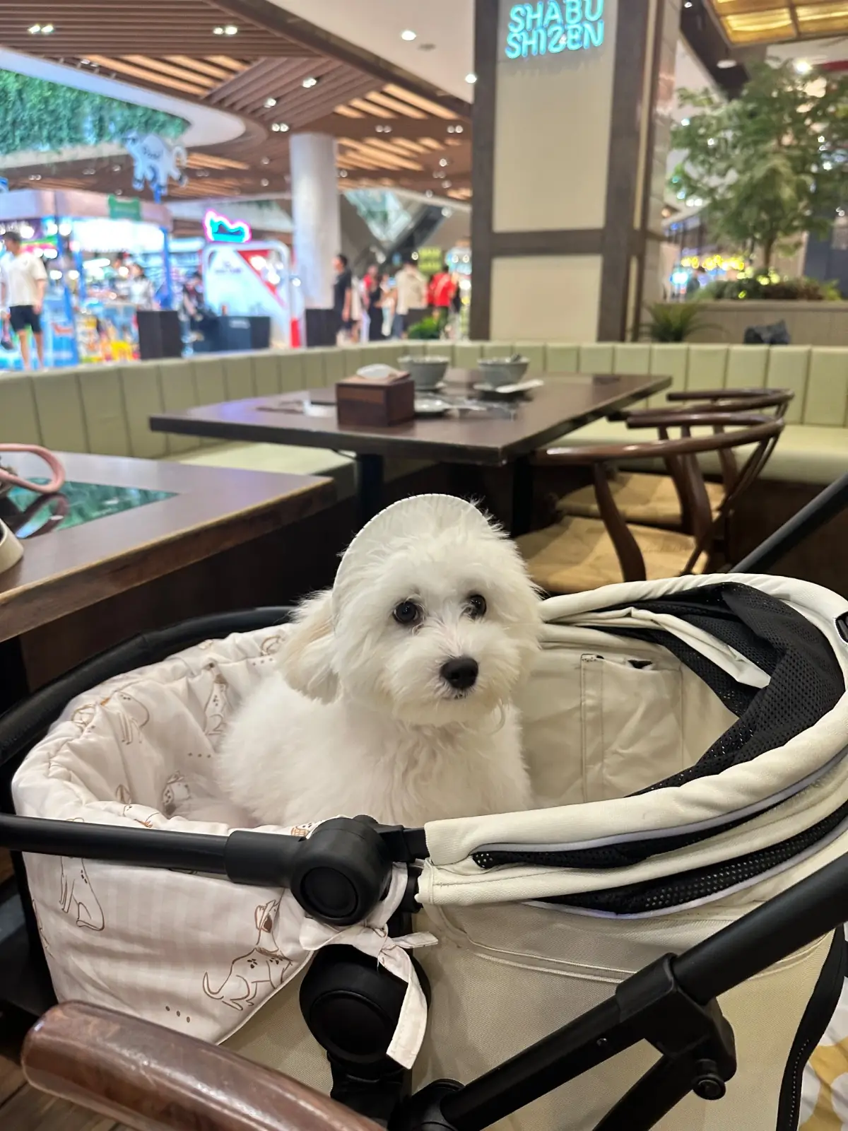 Shabu Shizen - Central Westville pets image 1
