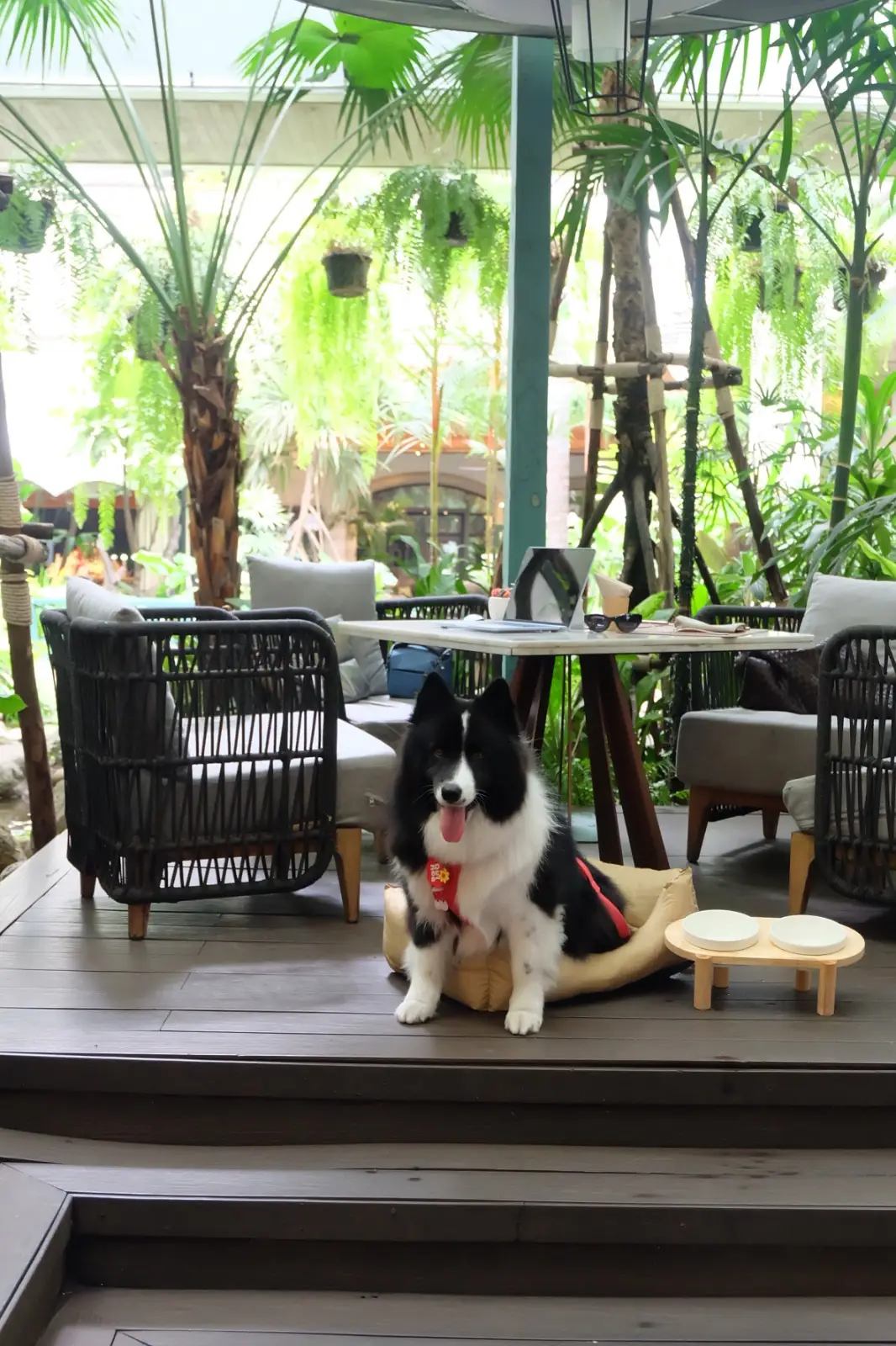 Mocha and Muffins - Anantara Siam pets image 1