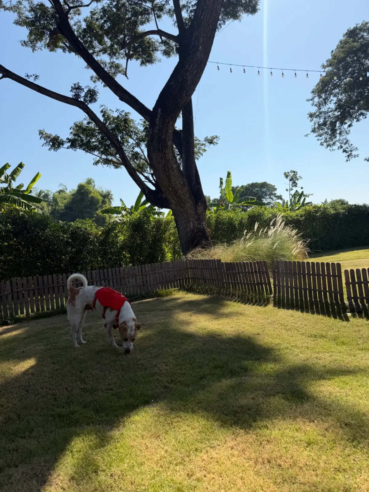 GoodMood.coffee pets image 1