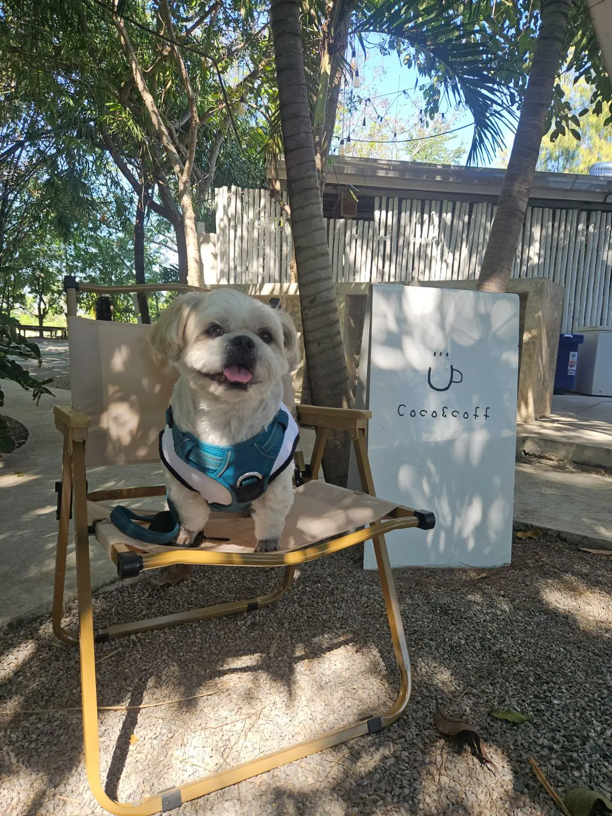 Coco coff other image 5